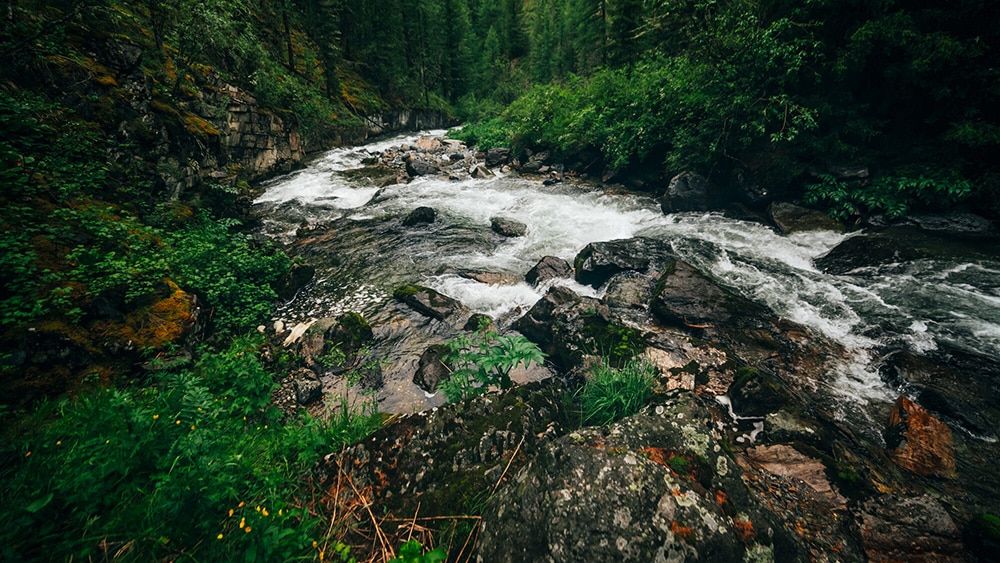 flussmitwald e1684853004740 optimized